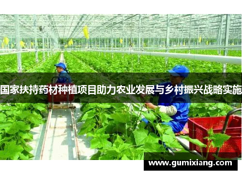 国家扶持药材种植项目助力农业发展与乡村振兴战略实施