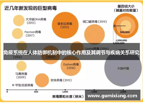 免疫系统在人体防御机制中的核心作用及其调节与疾病关系研究